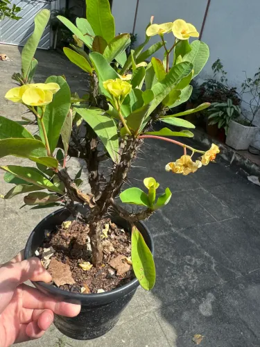Vendo planta Coroa de Cristo amarela