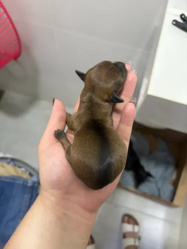 Vendo lindos filhotes de pinscher zero