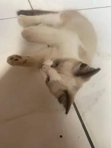 doa-se gatinho filhote siamês