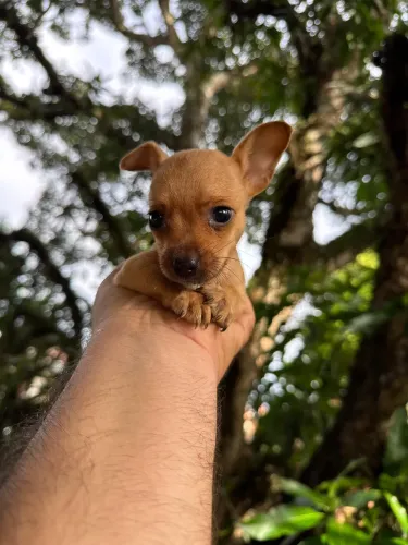 Filhote Pinscher mini 