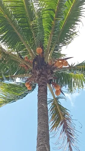 Muda de coqueiro (coco amarelo)