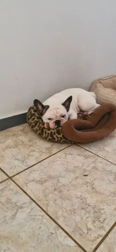 Bulldog Francês para Cobertura
