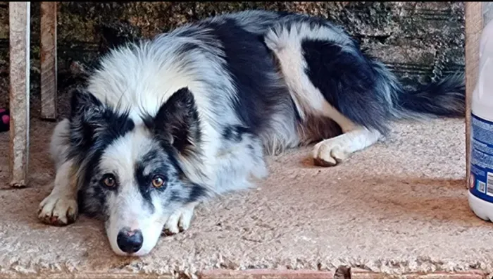 Doação Border Collie
