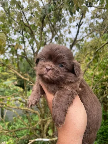 Belo Shih Tzu macho fofo
