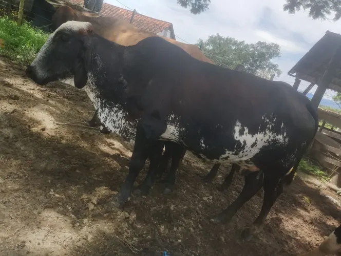 Vaca mojando