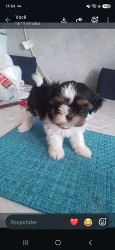 Vende se filhote de shti zu fêmea 42 dias