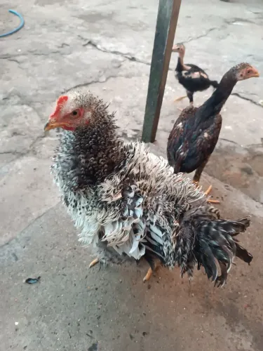 Frango