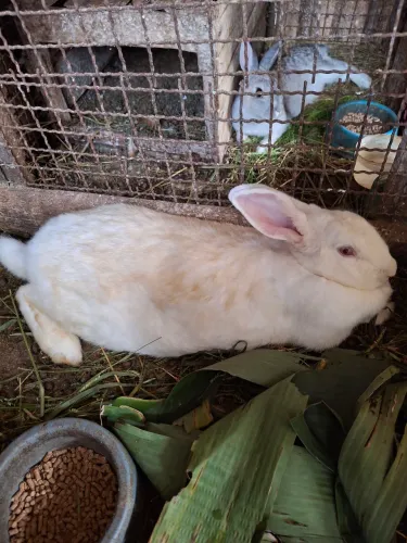 Coelha flandres adulta 