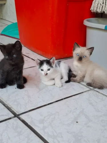 Doa-se filhotes de gato com 1 mês e meio