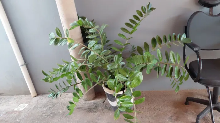 Zamioculca grande e cheia - planta resistente e decorativa