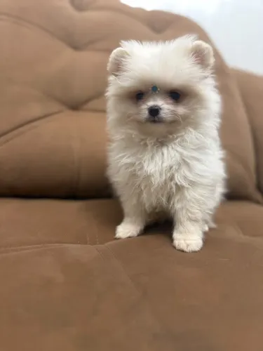 Lulu da pomerania macho 