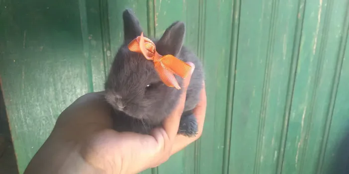 Filhote anão Netherlands 