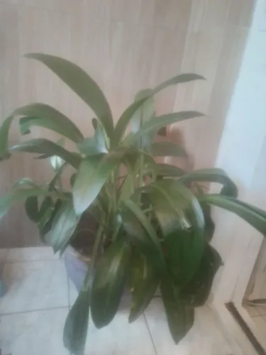 Planta linda super grande