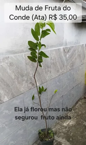 Muda de Fruta do Conde (Ata)