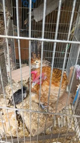 Galimha Garnise  e pinto