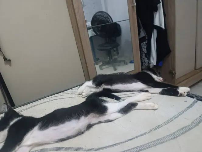 Doação de gatinho 