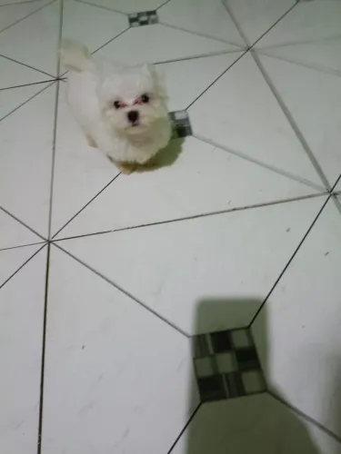 Um lindo filhote de maltês macho