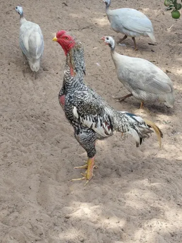 Galo indio carijó