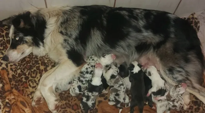 Reserva de Borde collie