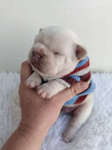 Buldogue francês fêmea e machos