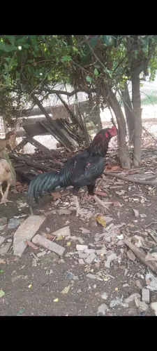 Galo preto lindo de raça