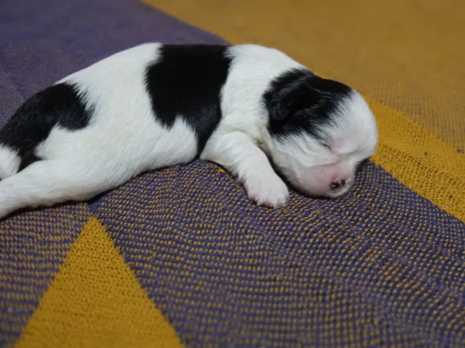 3 filhote Macho de shih tzu disponível para reserva