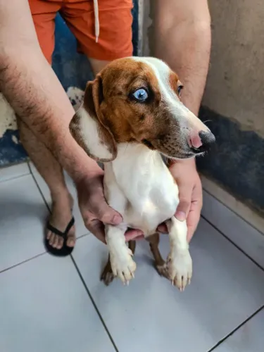 Vendo dachshund fêmea