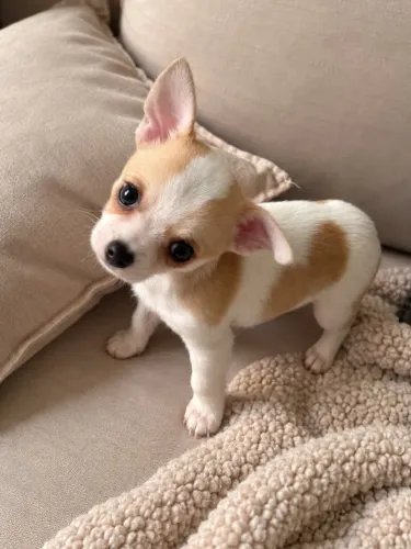 Chihuahua lindo 