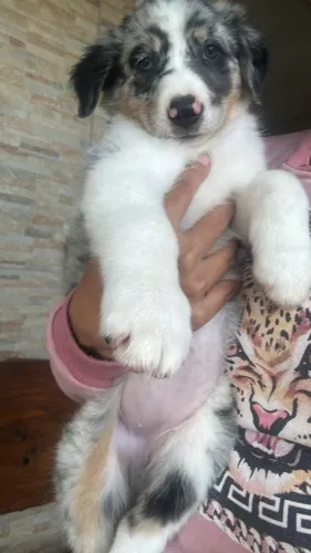 Seu novo melhor amigo pode ser um lindo Border Collie! 