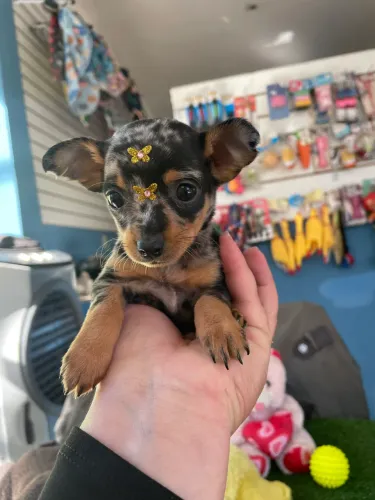 Pinscher fêmea miniatura na cor mofadinha $4.500,00
