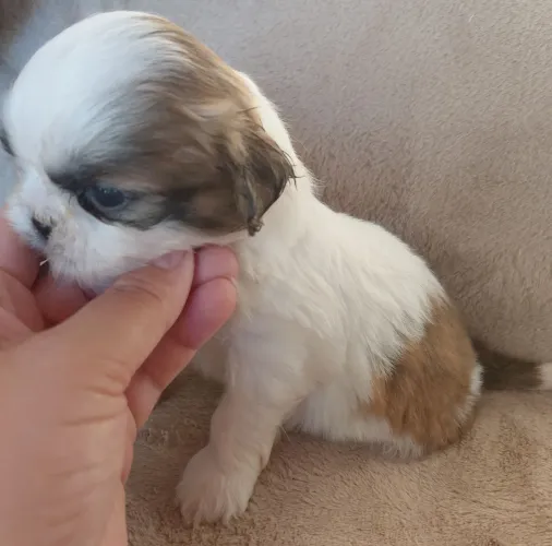 Filhotes de shih tzu.