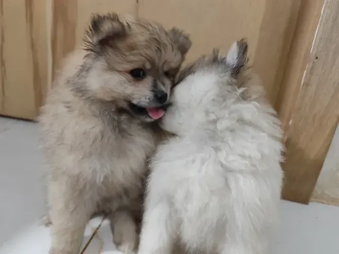 Filhotes de Spitz Alemão (Lulu da Pomerânia) à Venda!