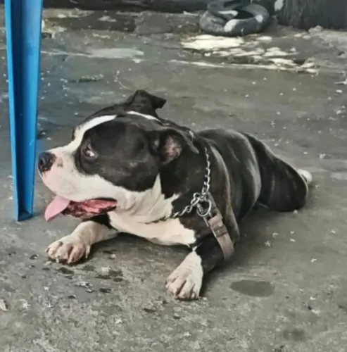 American bully pocket