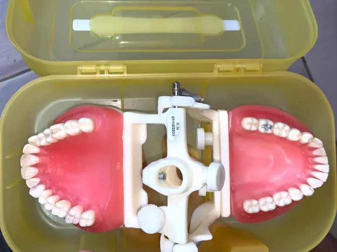 Manequim dentística - Pronew