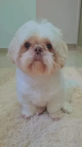 Shih tzu exótico todo vacinado filhote