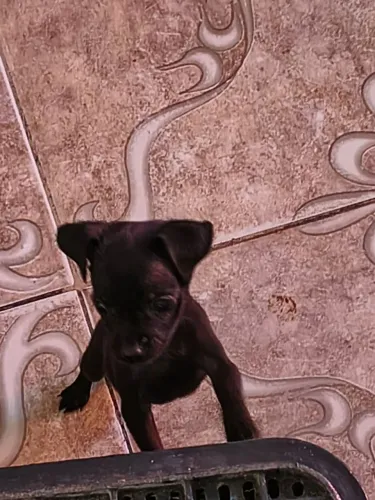 Pinscher 0