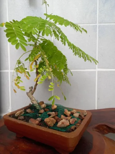 Bonsai 8 anos Flamboyant (Delonix regia)