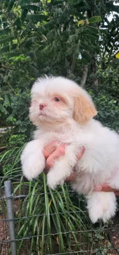 Shih-tzu olhos claros - Somente Aqui