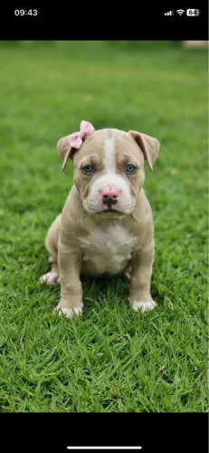 American Bully