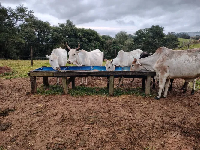 Gado a venda!!!