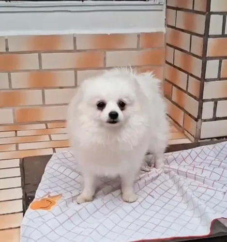 Spitz  Preço de Ocasião 