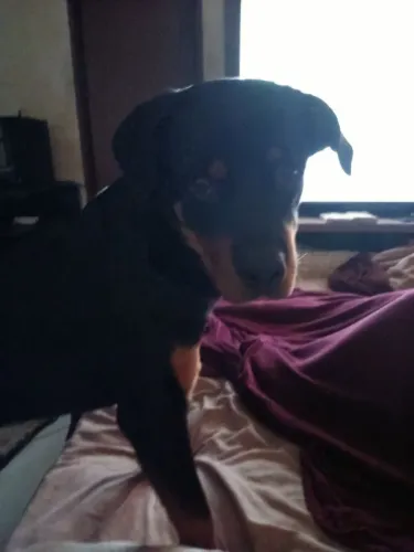 Vende se filhote de rotw com 8 meses dócil, carinhoso, inteligente super bem cuidado