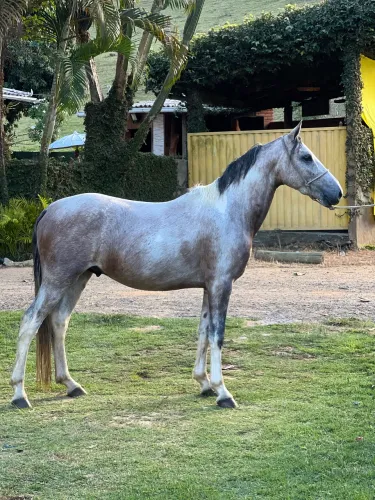 Cavalo marcha batida