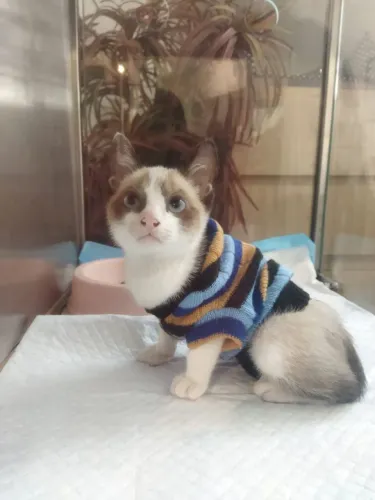 Gatinho Filhote pra adoção