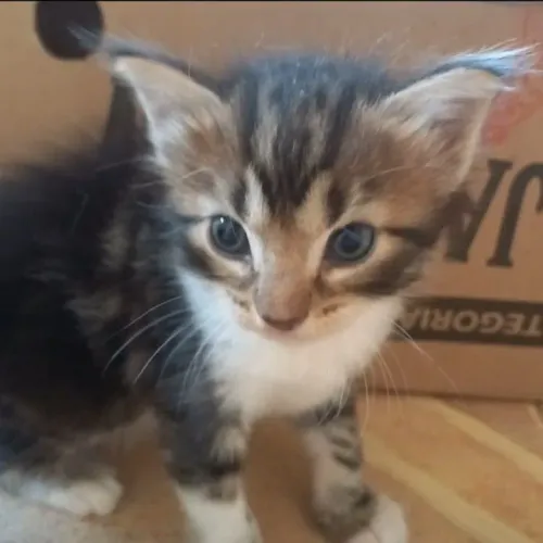 Gatinha para adoção
