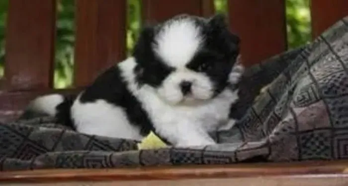 Shih Tzu sua sementinha do amor