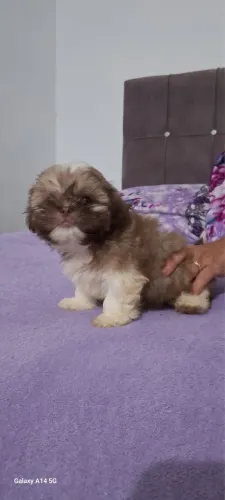 Filhote de Shih Tzu