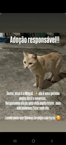 Doação gata amarela rara