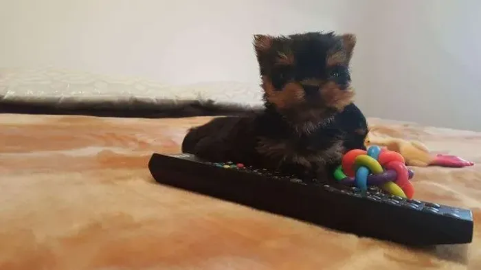 Yorkshire fêmea com 54 dias na cor preto com canela vacinada com v10 e com pedigree 