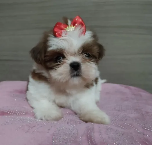 Shih Tzu Fêmea: O toque de afeto para sua casa.